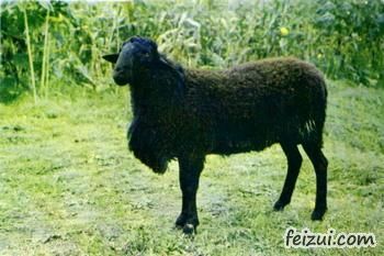 宁蒗黑绵羊