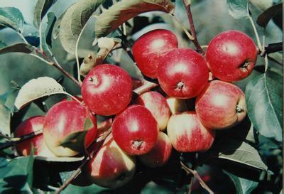 牡丹江金红苹果