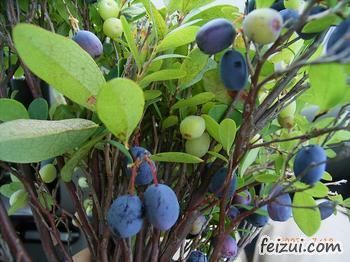 中国北极蓝莓