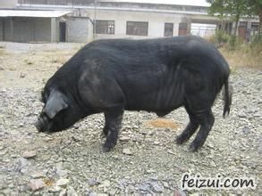 黔北黑猪