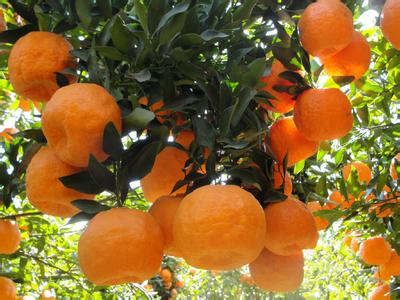 宾川柑橘