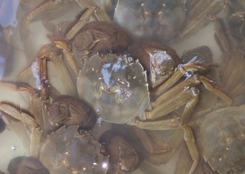 喜鹊湖螃蟹