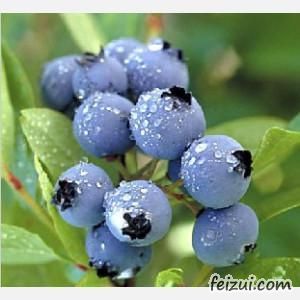 乡城蓝莓