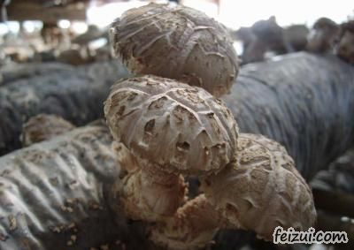平泉香菇