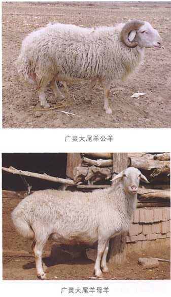 广灵大尾羊羊肉