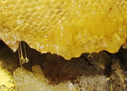 彭水七跃山蜂蜜