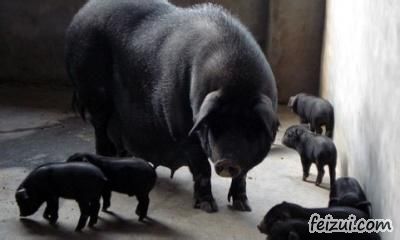 特产大全 重庆 涪陵区  涪陵黑猪  涪陵黑猪是重庆市涪陵区南沱镇的