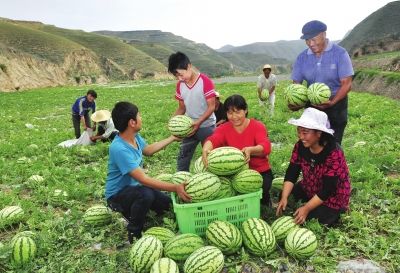 皋兰旱砂西瓜