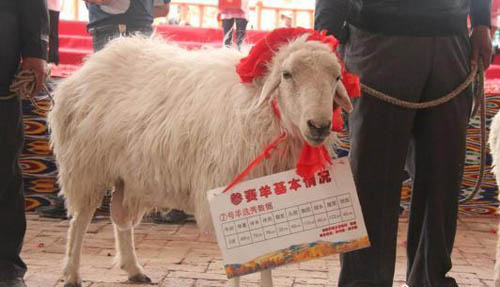 尉犁罗布羊肉