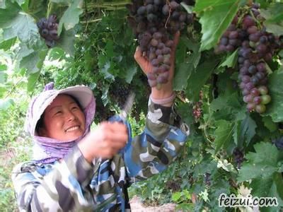 石河子鲜食葡萄