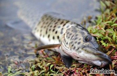 阿勒泰狗鱼
