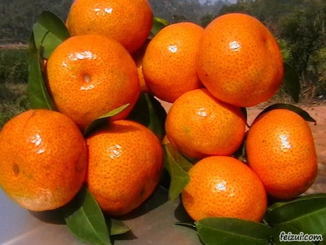 云安南盛沙糖桔