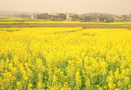 常宁油菜