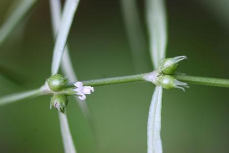 东乡白花蛇舌草