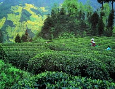 香炉山雾茶