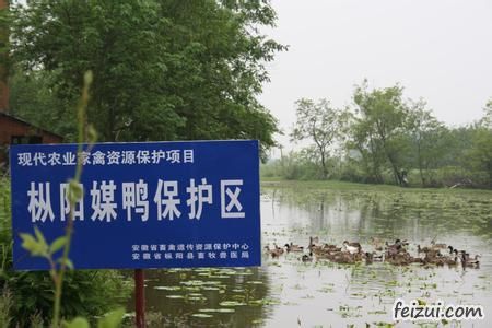 枞阳媒鸭