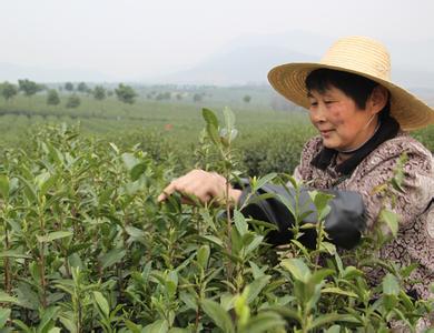 含山绿茶