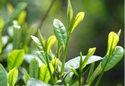 刘猴茶叶