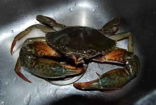 茅山螃蟹（茅蟹）