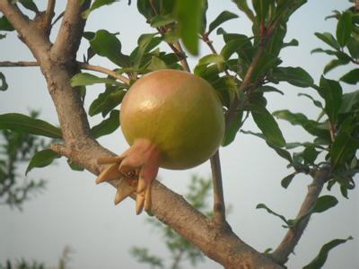 虞城红石榴