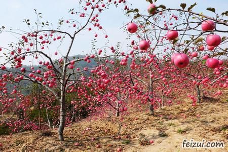 安塞山地苹果