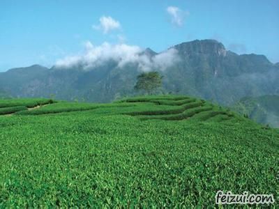 峨眉山茶