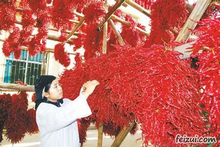 循化线辣椒