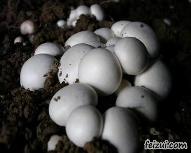 邹城双孢菇