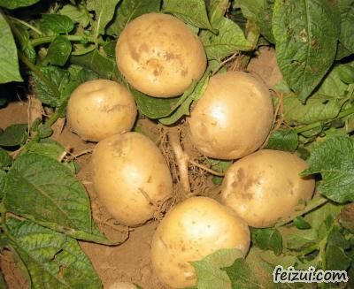 高密胶河土豆