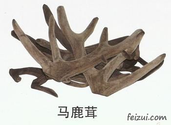 清原马鹿茸