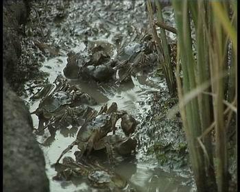 盘山河蟹