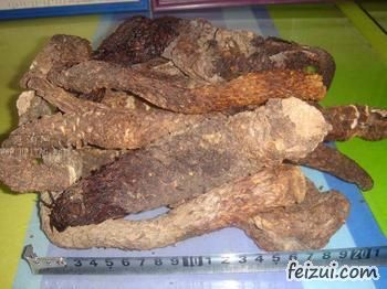阿拉善肉苁蓉