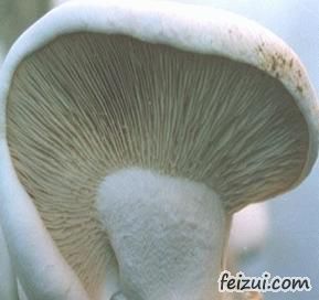 青河阿魏菇