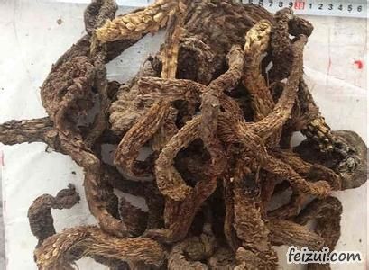 石河子肉苁蓉