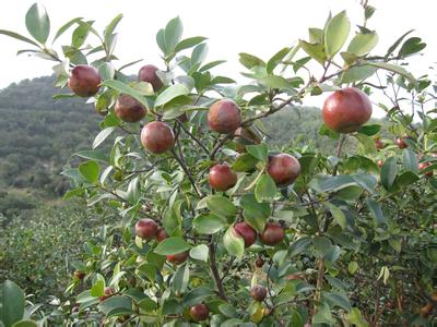 龙胜油茶