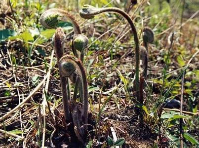 新田山野菜