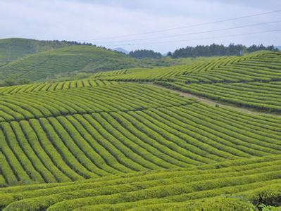 瓮安茶叶