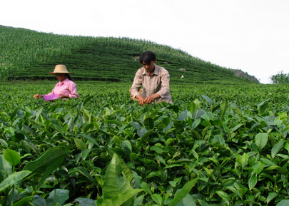 罗甸茶叶