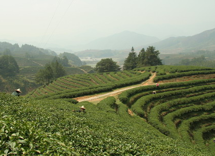 庆元茶叶