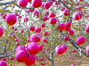 延长苹果