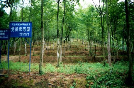 略阳杜仲