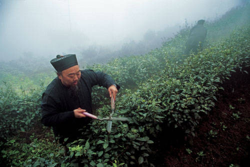 鹤鸣山贡茶