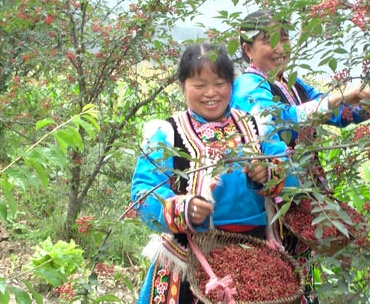 汶川花椒