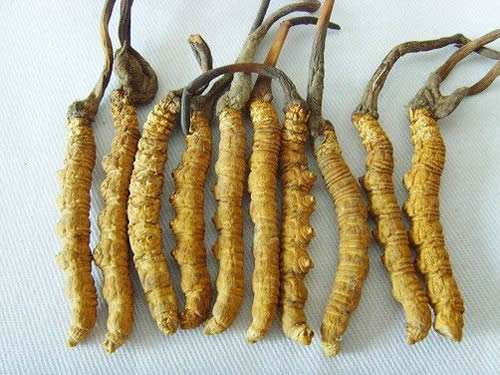 九寨沟虫草