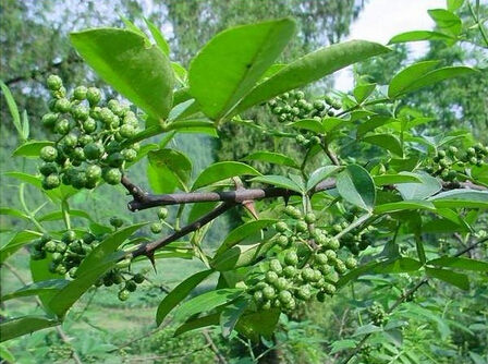 通仙青花椒